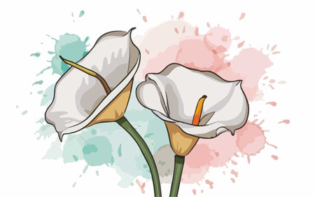 Illustration of two calla lilies on a watercolor backgroundのイラスト素材