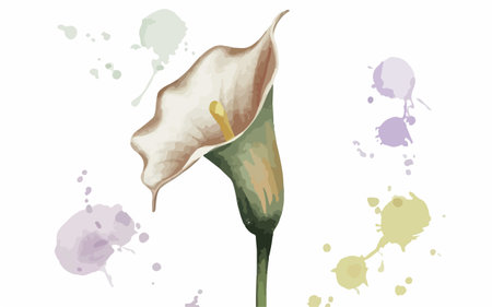 Illustration of calla lily flower on watercolor background.のイラスト素材