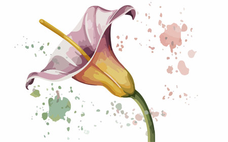 Illustration of a Calla Lily Flower with Watercolor Splashesのイラスト素材