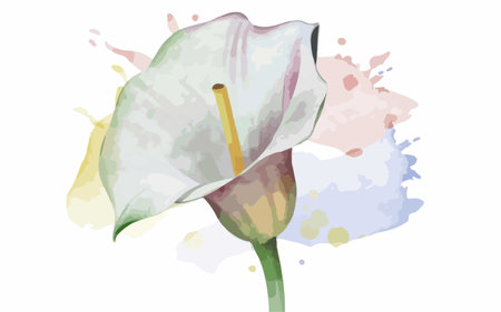 Illustration of calla lily flower on watercolor background.のイラスト素材