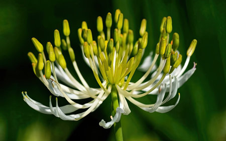 Close up of white and yellow flower of Agapanthus leucophyllusの素材