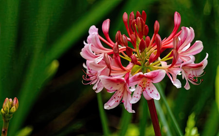 Flower of a lily in the garden, close-upの素材