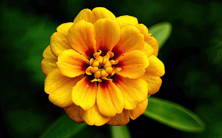 Beautiful yellow marigold flower on a dark green background.の素材