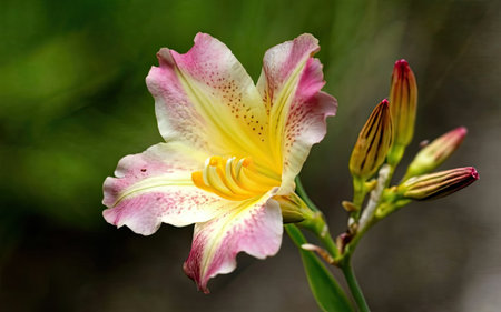 pink and white lily flower on green background, close upの素材