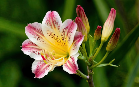 Beautiful lily flower on a background of green grass close-upの素材