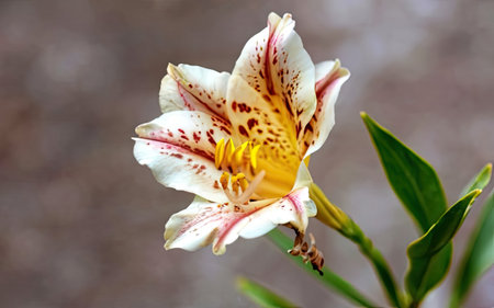 Beautiful lily flower in the garden on a sunny day.の素材