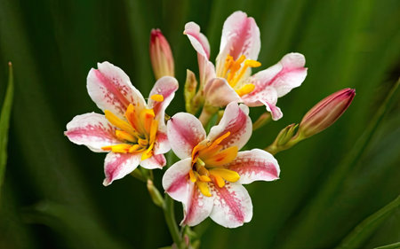 Beautiful pink and white lily flowers on a green background.の素材
