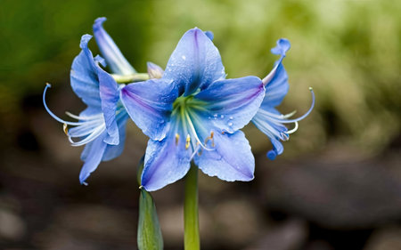 Beautiful blue flower in the garden with raindrops on petalsの素材