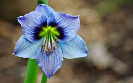Close up of a blue flower (Hippeastrum) in bloomの素材