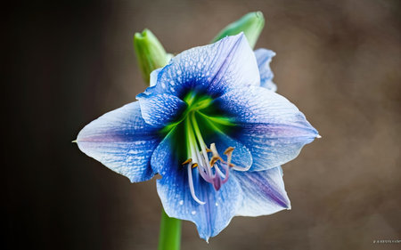 Close up of a beautiful blue amaryllis flower in bloomの素材