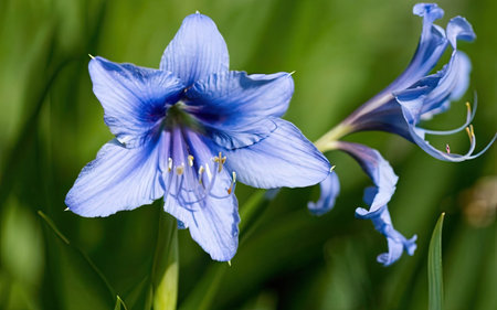 Beautiful blue flower on a background of green grass close-upの素材