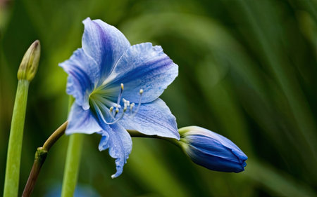 Close up of a blue flower in the garden. Shallow depth of field.の素材