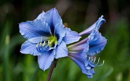 Blue flowers of gladiolus in the garden close-up.の素材