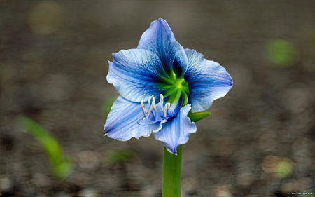 Close-up of a blue flower (Hippeastrum)の素材