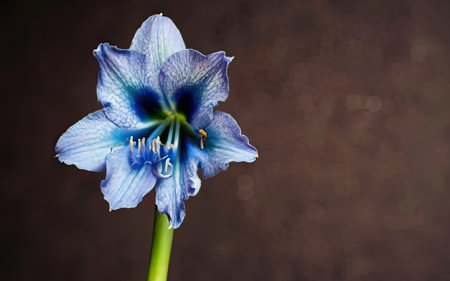 Beautiful blue gladiolus flower on dark background, closeupの素材