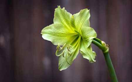 Hippeastrum (amaryllis) on wooden backgroundの素材