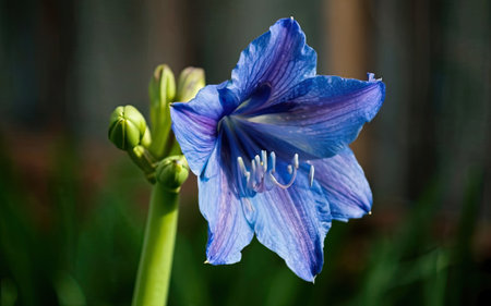 Close up of blue gladiolus (amaryllis) flowerの素材