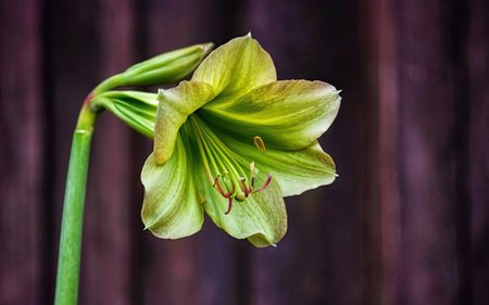 Hippeastrum (amaryllis) on wooden backgroundの素材