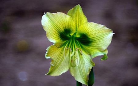 Hippeastrum (Hippeastrum xiphora)の素材