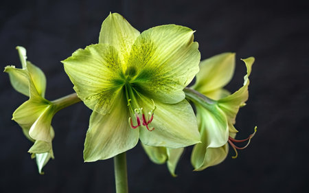 Beautiful yellow amaryllis flower on a black background.の素材