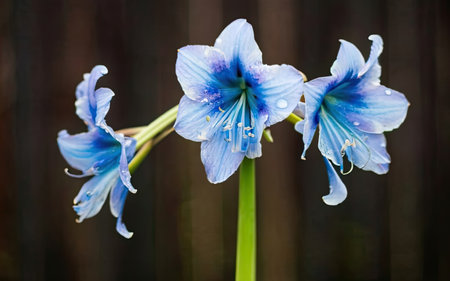Amaryllis (Hippeastrum johnsonii)の素材