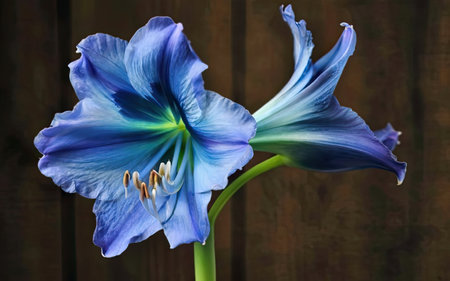 Beautiful blue gladiolus flower on a dark wooden background.の素材