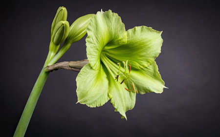 Hippeastrum (amaryllis) on black backgroundの素材