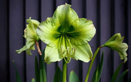 Hippeastrum (Hippeastrum grandiflorum)の素材