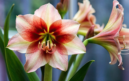 Hippeastrum (Amaryllis) in full bloomの素材