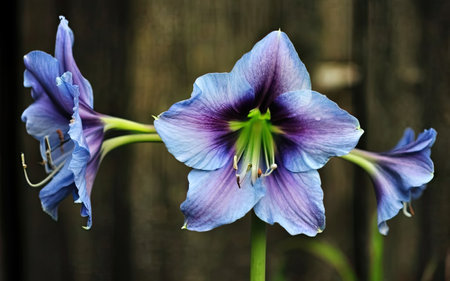 purple amaryllis flowers close up on dark background.の素材