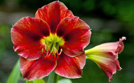 Beautiful red lily flower in the garden on a sunny dayの素材
