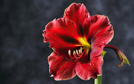 Hippeastrum (amaryllis) on dark backgroundの素材