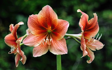 Hippeastrum (amaryllis) flowers in the gardenの素材