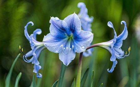 Close up of blue flower with water drops on petals and green backgroundの素材