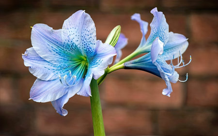 Beautiful blue flower of Amaryllis against a brick wallの素材