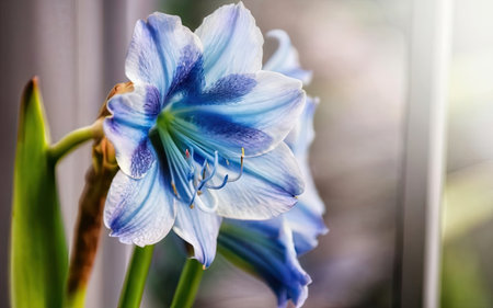 Beautiful blue flower of Amaryllis on the windowsillの素材