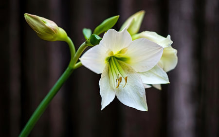 White Amaryllis flower on wooden background. Close up.の素材