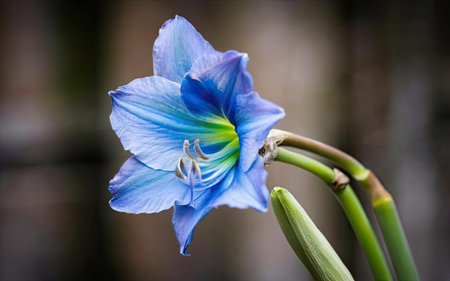 Close up of blue gladiolus flower with green leaves, selective focusの素材