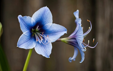 Close-up of a blue amaryllis flower in bloomの素材