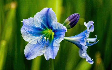Beautiful blue flower in the garden on a background of green grassの素材