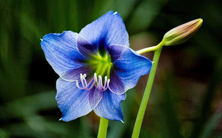Close up of a blue amaryllis (Hippeastrum) flowerの素材