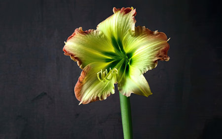 Hippeastrum (amaryllis) on dark backgroundの素材