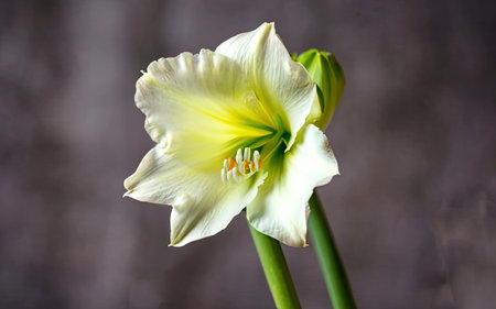 Hippeastrum (amaryllis) on a dark backgroundの素材