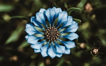 Close up of blue cornflower (Centaurea cyanus)の素材