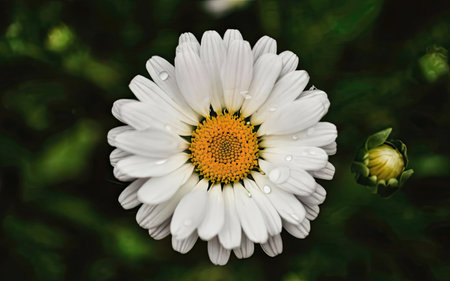 White daisy flower with water drops on petals and green leaves backgroundの素材