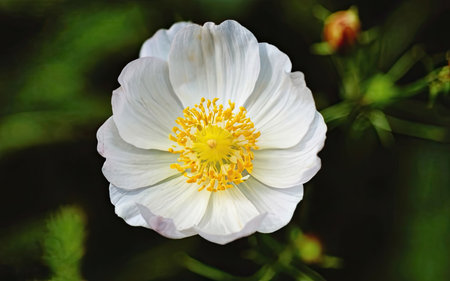 White poppy flower in the garden, close-up, macro.の素材