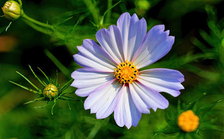 Beautiful cosmos flowers in the garden, close-up shot.の素材