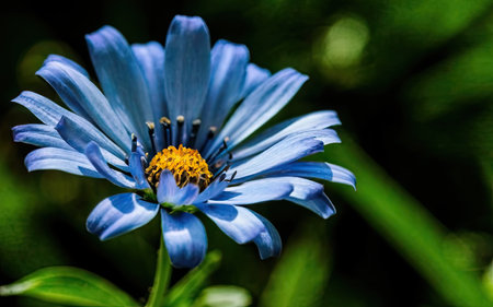 Closeup of a blue daisy flower in a garden in springの素材