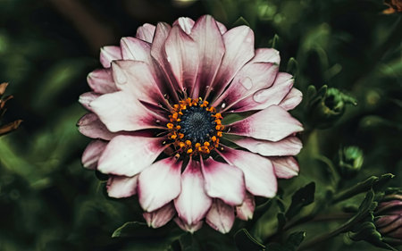 Close up of pink and white zinnia flower in the gardenの素材