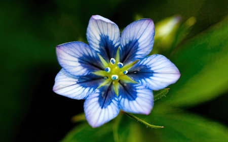 Close up of blue flower on a dark background. Shallow depth of fieldの素材
